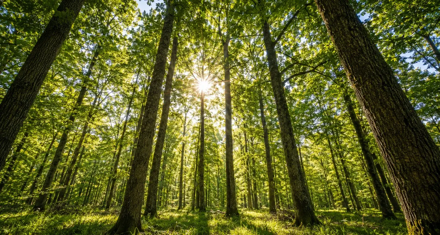 Forêt de chênes et de douglas exploitée par les Établissements Mazières en Limousin